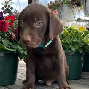 Blaine, Chocolate Labrador Retriever Puppy